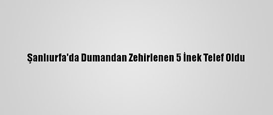 Şanlıurfa'da Dumandan Zehirlenen 5 İnek Telef Oldu