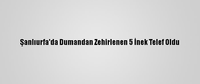 Şanlıurfa'da Dumandan Zehirlenen 5 İnek Telef Oldu