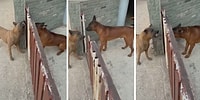 Arada Kapı Varken Birbirlerini Parçalayacak Gibi Havlayan Ancak Kapı Açılınca Sus Pus Olan Köpekler