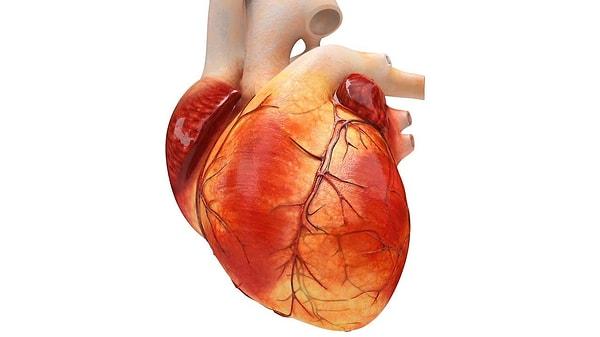 5. Doğru veya yanlış: Kalp en büyük organdır.