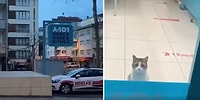 A101'e Girerek Alarmların Çalışmasına Neden Olup Panik Yaratan Minnoş Kedi