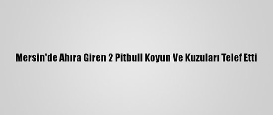 Mersin'de Ahıra Giren 2 Pitbull Koyun Ve Kuzuları Telef Etti