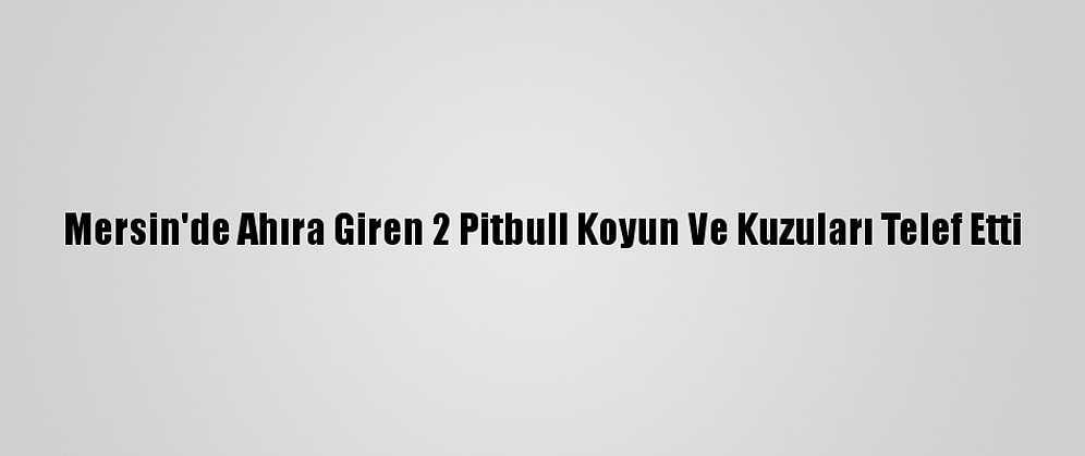 Mersin'de Ahıra Giren 2 Pitbull Koyun Ve Kuzuları Telef Etti