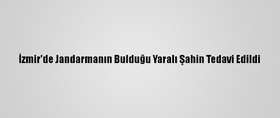 İzmir'de Jandarmanın Bulduğu Yaralı Şahin Tedavi Edildi