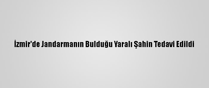 İzmir'de Jandarmanın Bulduğu Yaralı Şahin Tedavi Edildi