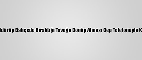 Tilkinin Öldürüp Bahçede Bıraktığı Tavuğu Dönüp Alması Cep Telefonuyla Kaydedildi