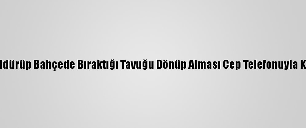 Tilkinin Öldürüp Bahçede Bıraktığı Tavuğu Dönüp Alması Cep Telefonuyla Kaydedildi