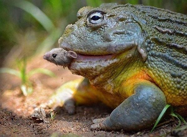 10. Zavallı bir fareyi canlı canlı yiyen bir boğa kurbağası: