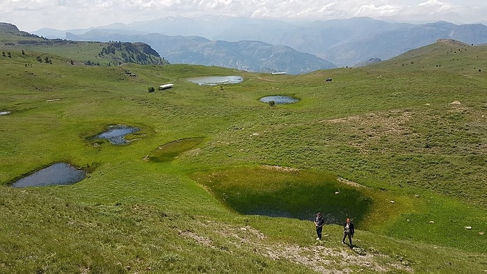 Gümüşhane'deki Yaylada 160 Milyon Yıllık Ağaç Kalıntıları Bulundu