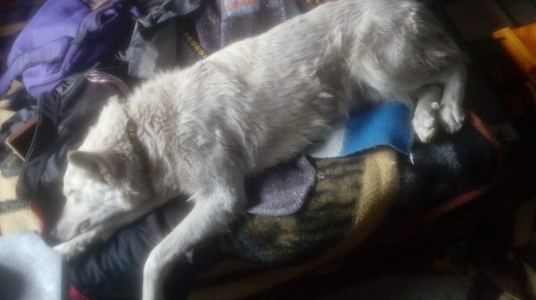 Вскорее стало известно, что после матча его сбила машина