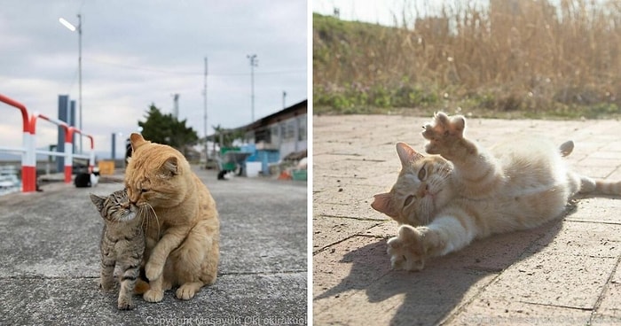 Японский фотограф запечатлел 20 уникальных личностей бездомных кошек, которые наполнят вашу душу теплом