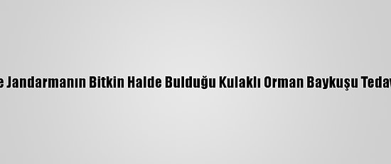 Karabük'te Jandarmanın Bitkin Halde Bulduğu Kulaklı Orman Baykuşu Tedaviye Alındı