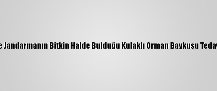 Karabük'te Jandarmanın Bitkin Halde Bulduğu Kulaklı Orman Baykuşu Tedaviye Alındı