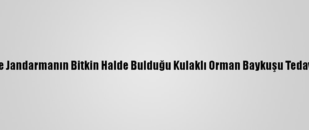 Karabük'te Jandarmanın Bitkin Halde Bulduğu Kulaklı Orman Baykuşu Tedaviye Alındı