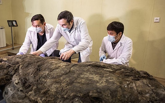 Nesli 14 Bin Yıl Önce Tükenmişti: Sibirya'da Heyecanlandıran Keşif