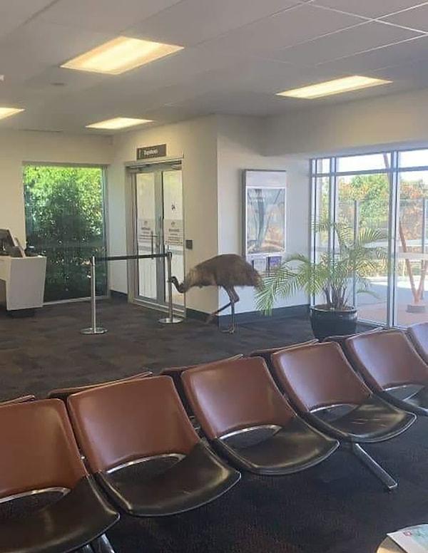14. "Avustralya havaalanına indiğimde gördüğüm ilk şey bu deve kuşuydu."