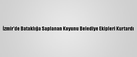 İzmir'de Bataklığa Saplanan Koyunu Belediye Ekipleri Kurtardı