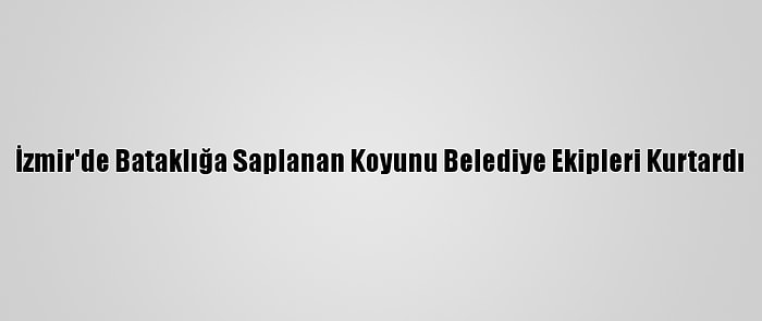 İzmir'de Bataklığa Saplanan Koyunu Belediye Ekipleri Kurtardı