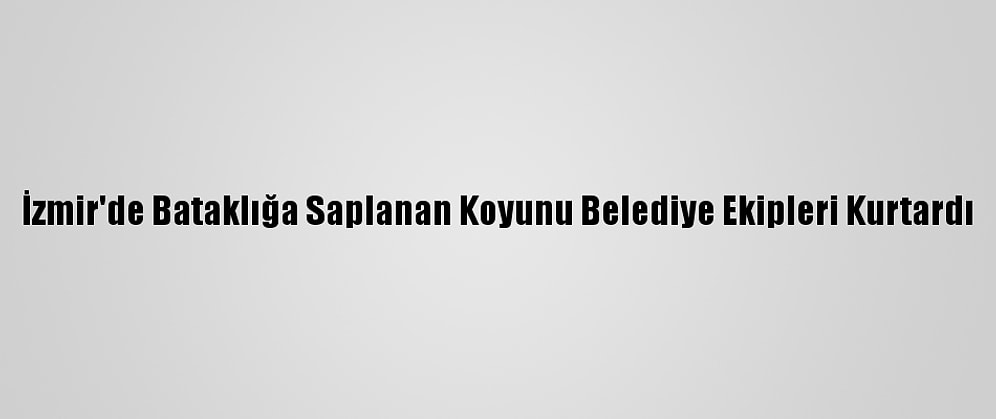 İzmir'de Bataklığa Saplanan Koyunu Belediye Ekipleri Kurtardı