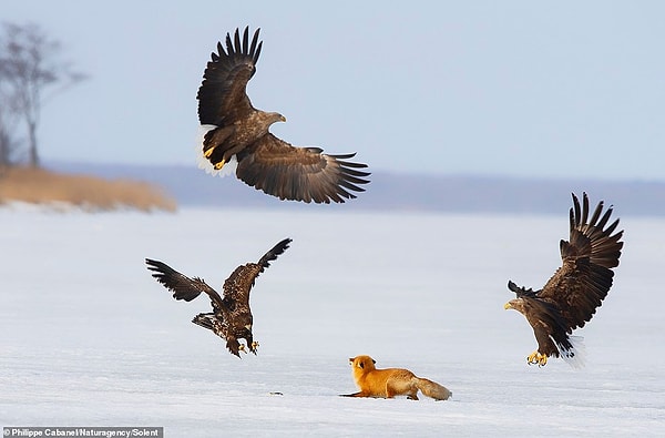 6. Казалось, что для лисицы все кончено...но тут орел роняет рыбу на лед!