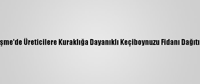 Çeşme'de Üreticilere Kuraklığa Dayanıklı Keçiboynuzu Fidanı Dağıtıldı