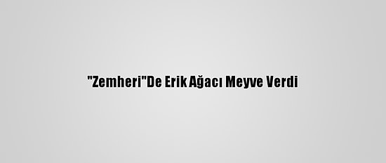 "Zemheri"De Erik Ağacı Meyve Verdi