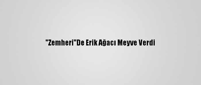 "Zemheri"De Erik Ağacı Meyve Verdi