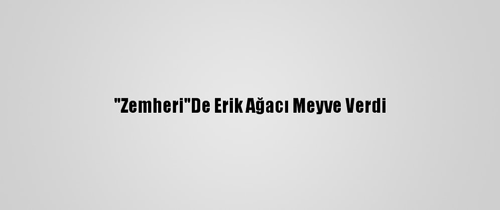 "Zemheri"De Erik Ağacı Meyve Verdi