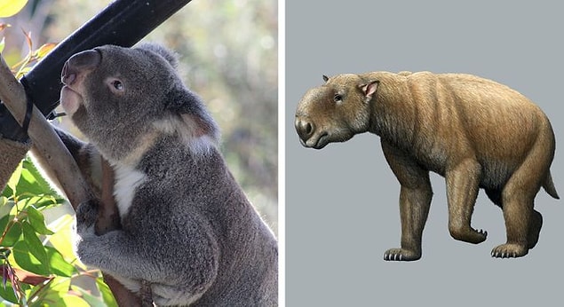 10. Koala ve Diprotodon