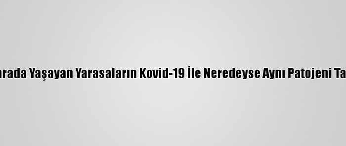 Kamboçya'da Mağarada Yaşayan Yarasaların Kovid-19 İle Neredeyse Aynı Patojeni Taşıdıkları Belirlendi