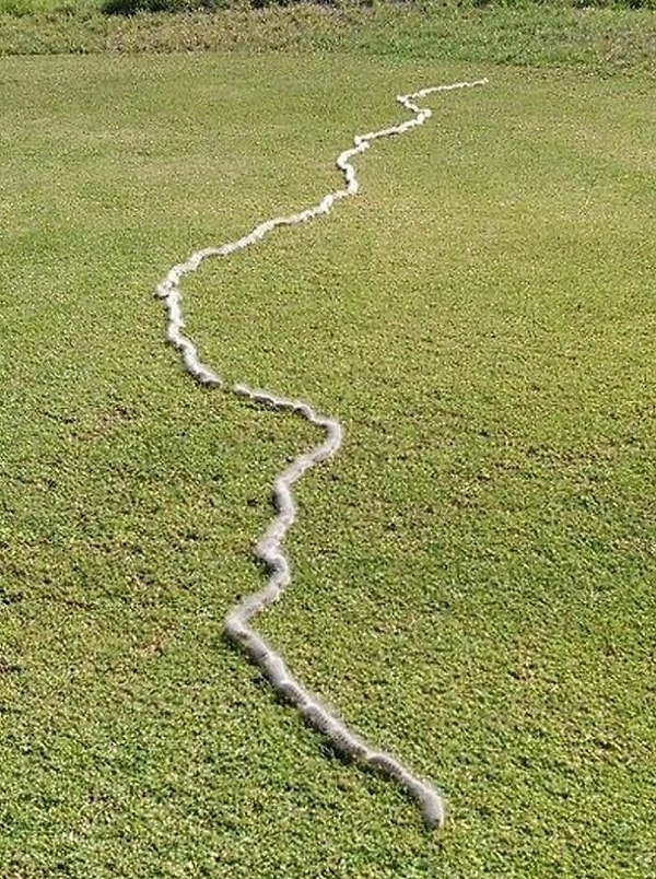 11. Марш волосатых гусениц