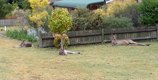 16. Соседи в Австралии могут выглядеть не совсем обычно