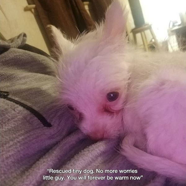 3. "Сегодня я спас эту крошечную собаку. Не волнуйся, малыш, теперь у тебя есть свой дом".