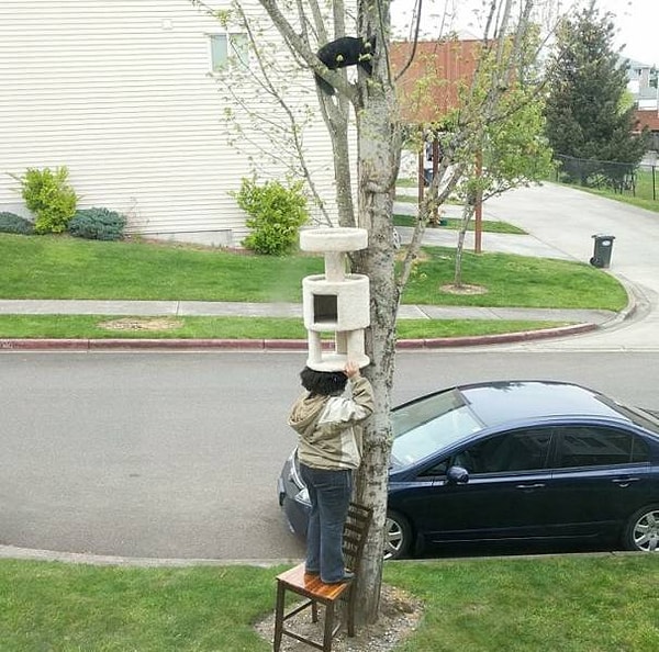 9. "Моя жена помогает кошке спустится с высокого дерева".