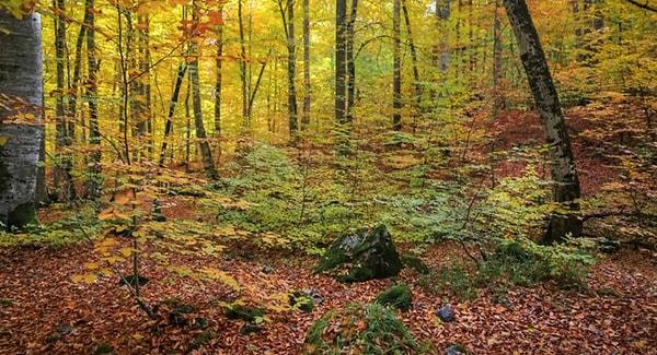 Farklı alanlar için orman alanlarına verilen izin 738 bin hektarı buldu