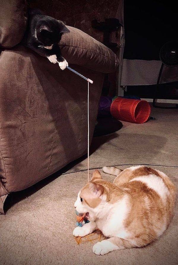 11. Сами с усами!