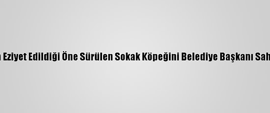 Ordu'da Eziyet Edildiği Öne Sürülen Sokak Köpeğini Belediye Başkanı Sahiplendi