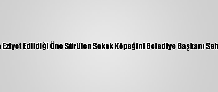 Ordu'da Eziyet Edildiği Öne Sürülen Sokak Köpeğini Belediye Başkanı Sahiplendi