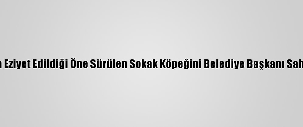 Ordu'da Eziyet Edildiği Öne Sürülen Sokak Köpeğini Belediye Başkanı Sahiplendi