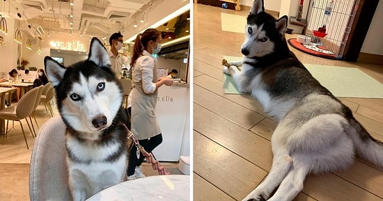Завоевательница сердец: Сказочная хаски набирает популярность в Интернете, и вот 20 ее фотографий