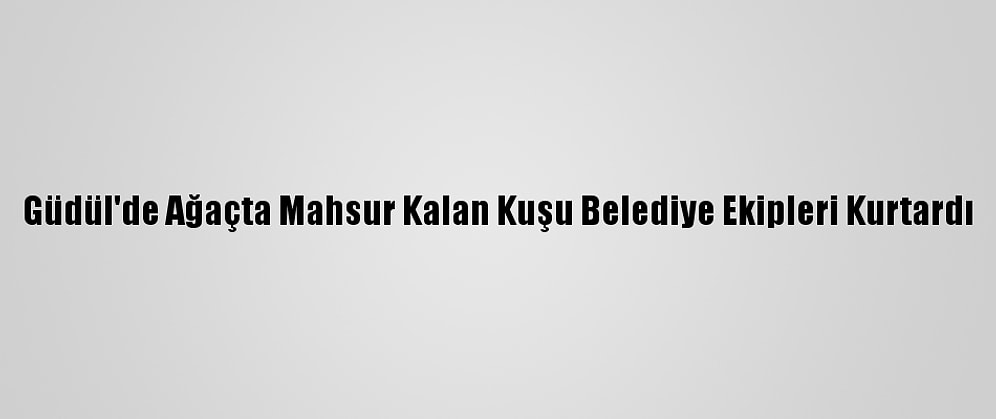 Güdül'de Ağaçta Mahsur Kalan Kuşu Belediye Ekipleri Kurtardı