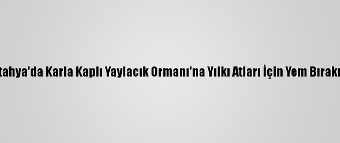 Kütahya'da Karla Kaplı Yaylacık Ormanı'na Yılkı Atları İçin Yem Bırakıldı