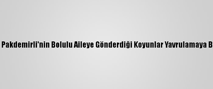 Bakan Pakdemirli'nin Bolulu Aileye Gönderdiği Koyunlar Yavrulamaya Başladı