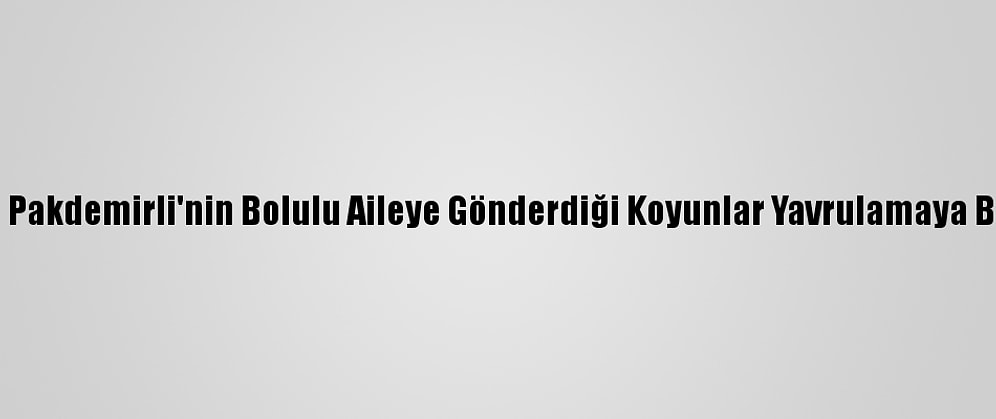 Bakan Pakdemirli'nin Bolulu Aileye Gönderdiği Koyunlar Yavrulamaya Başladı
