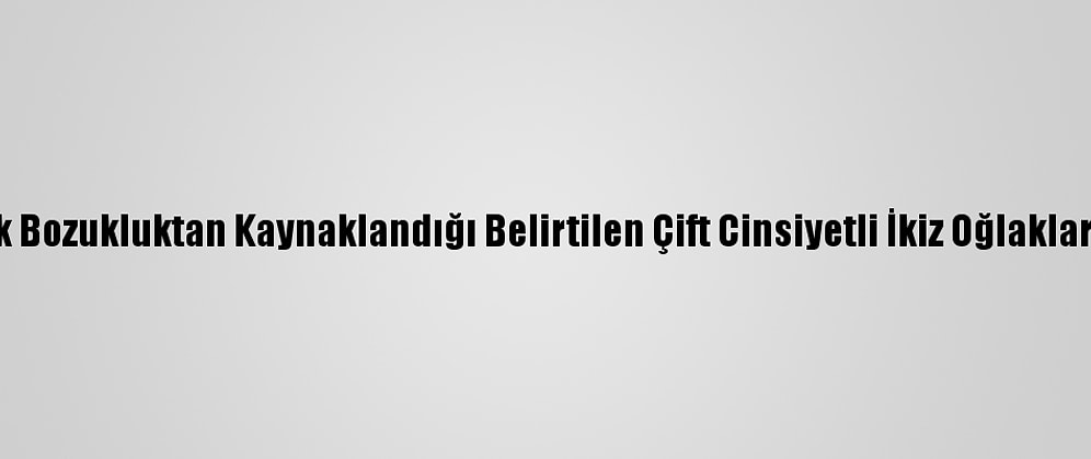Osmaniye'de Genetik Bozukluktan Kaynaklandığı Belirtilen Çift Cinsiyetli İkiz Oğlaklar Görenleri Şaşırtıyor