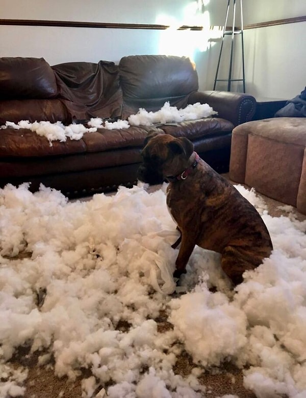 10. Годовалая самка боксера Cece дополнительно потрепала мой уже потрепанный кожаный диван