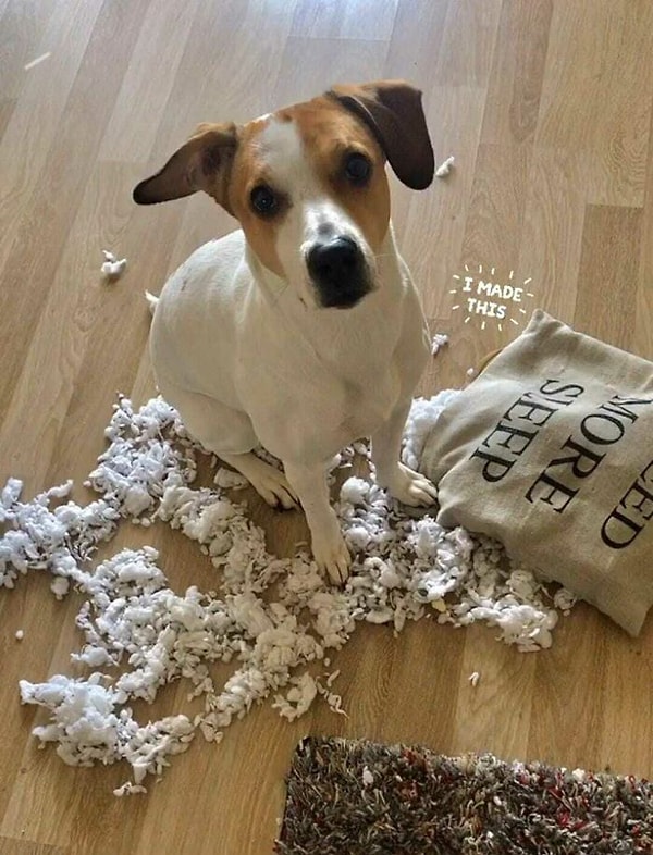 14. Хозяин, смотри, что я сделал!