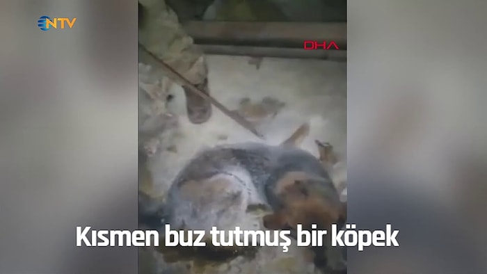 Dünyanın En Soğuk Yerlerinden Biri Olan Yakutistan'da -54 Derecede Buz Tutan Köpeği Kurtaran Güzel İnsan