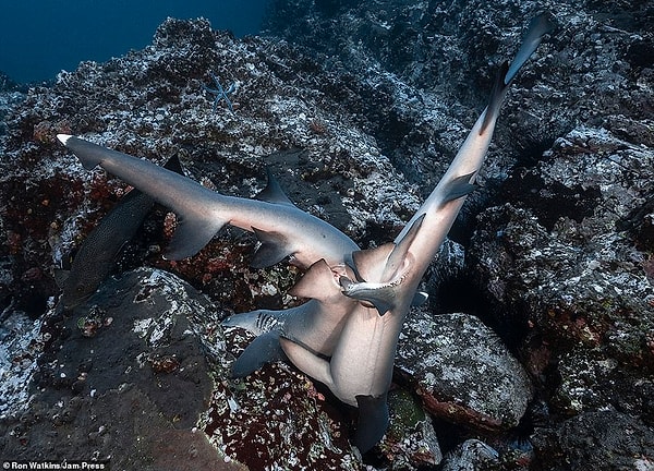 Одной из особенностей размножения акул, отличающей их от костных рыб, является внутреннее оплодотворение. Самец оплодотворяет яйцеклетку непосредственно в теле самки, вводя половые органы - птеригоподии в ее клоаку. Птеригоподии представляют собой видоизмененные лучи брюшных плавников самца акулы.