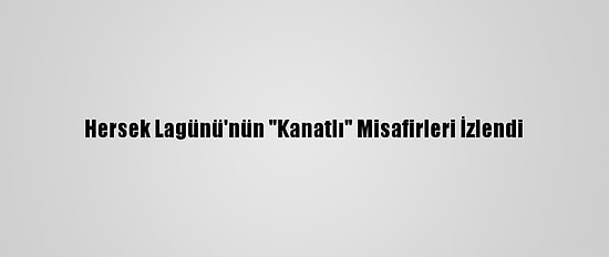 Hersek Lagünü'nün "Kanatlı" Misafirleri İzlendi